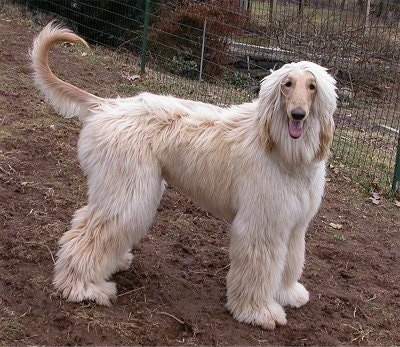 Afghan Hound Dog Breed Information and Pictures